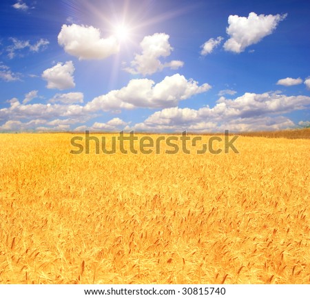 gold wheat and blue sky with sun