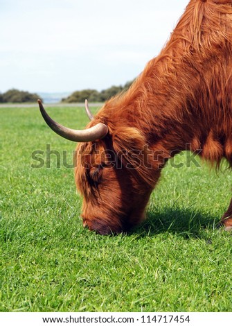 australian cow portrait in nature