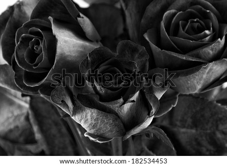 toned high contrast roses closeup