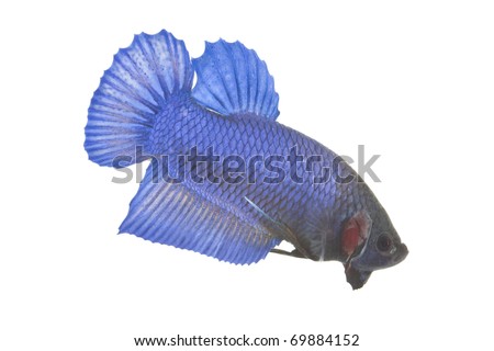 stock photo Male siamese fighting fish showing their colorful body with