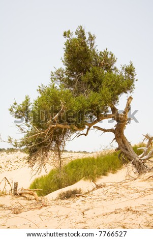 one lone tree in Sahara, Morocco
