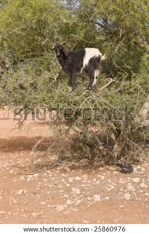 Hungry goats climbing an Argan tree