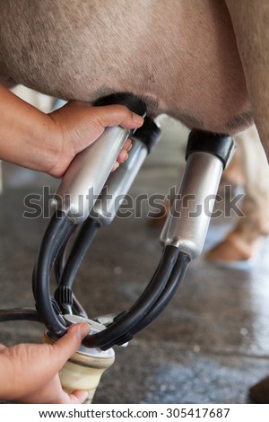 closeup of hand milking a cow in a farm