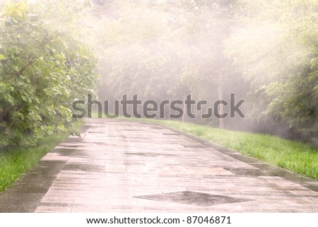 Photo of foggy path outdoors with plants along the road