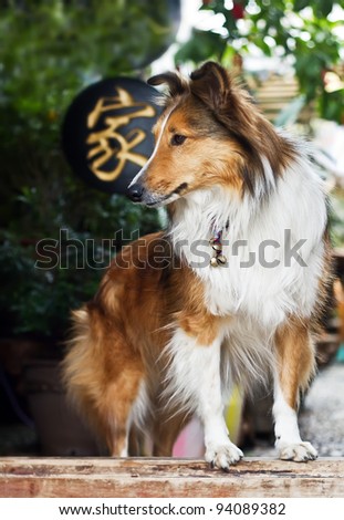 Cute 	rough collie standing at the front yard door waiting