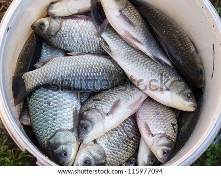 live carp fish in the bucket