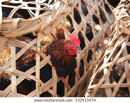 Caged Proud Rooster With Black and red Feathers For Sale at the Bird Market in kathmandu,Nepal