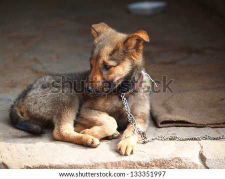 sad lonely dog in a chains