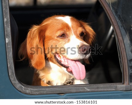 dog looking from the old car window