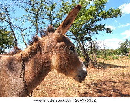cute and funny donkey on the farm