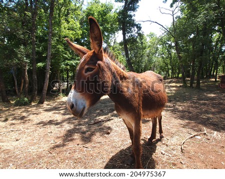 cute and funny donkey on the farm
