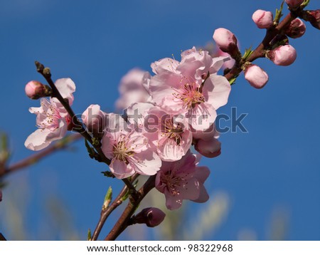 peach fruit tree branch full of flowers