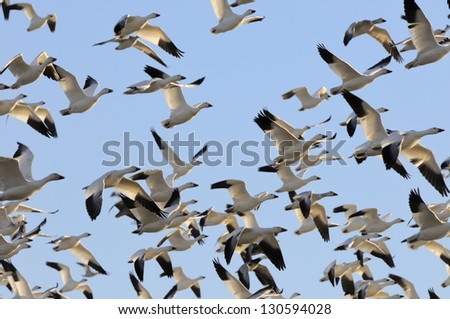 Snow Geese Flying in Blue Sky