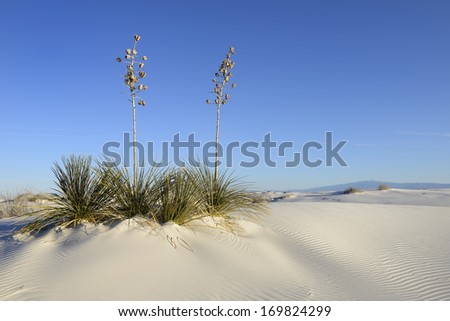 Yucca Plants in Desert