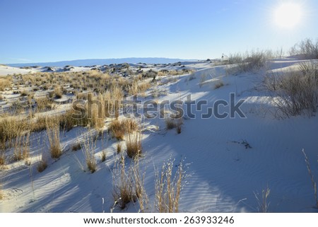 Early Morning View of Sun and Desert Plants at White Sands