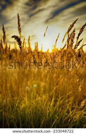 Rye (wheat) in the rays of the setting sun
