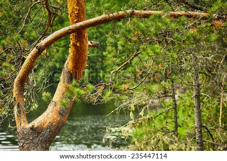 Beautifully bent pine trunk in summertime on water background