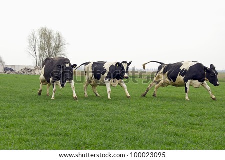 cows running and jumping happy out of winter stable into grassland