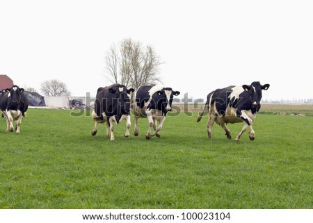 cows running and jumping happy out of winter stable into grassland