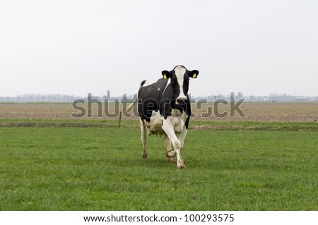 happy cow running and jumping out of winter stable into meadow