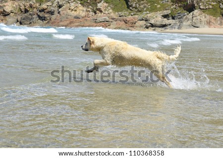 Golden retriever runs and jump in the sea