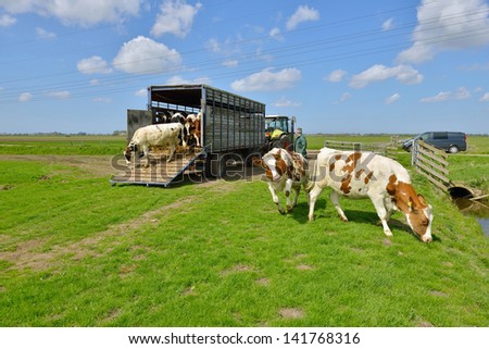 cattle of cows walking out of livestock transport truck in meadow