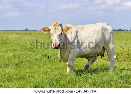 cow standing in green summer field
