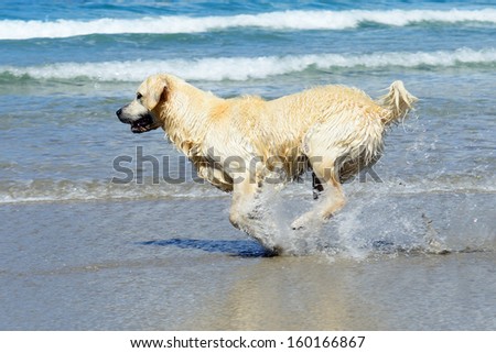 golden retriever dog running on coastline