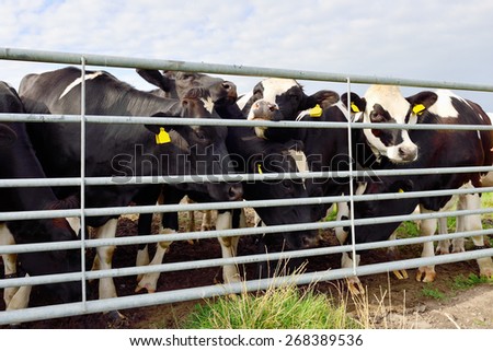 cattle of cows in field