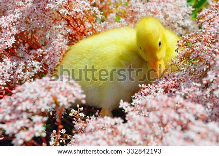Young little yellow duck between flowers in garden