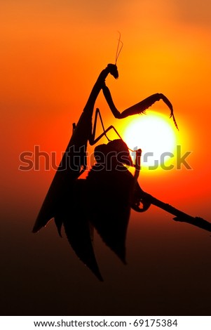 Sunset with the praying mantis (mantis religiosa). Wildlife photography.