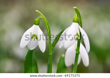 spring flowers snowdrops