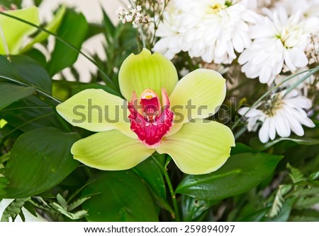 Beautiful green orchid flower with green and white plants. selective focus