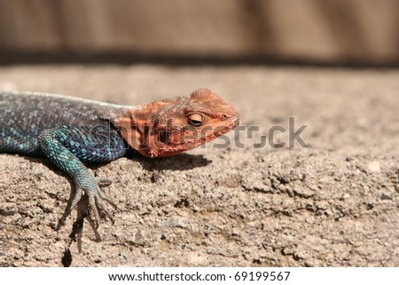 Kenyan Rainbow Lizard On A Stone