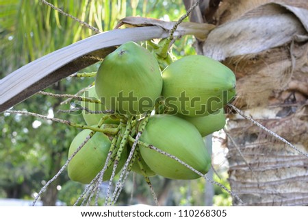 group of young coconut on the tree