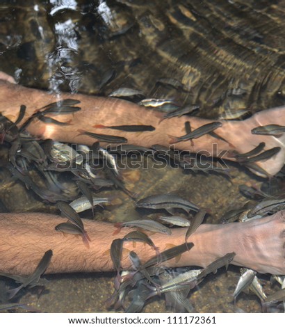 Fish spa in the real nature at the waterfall.