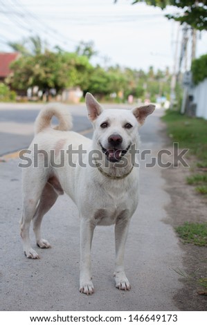 A street white dirty dog.