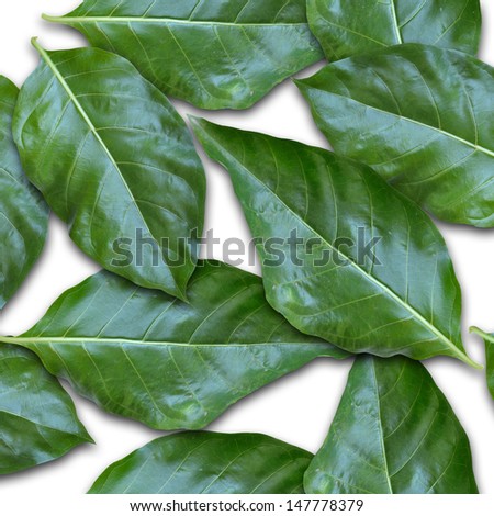 Green Noni leaf on white background, seamless pattern.