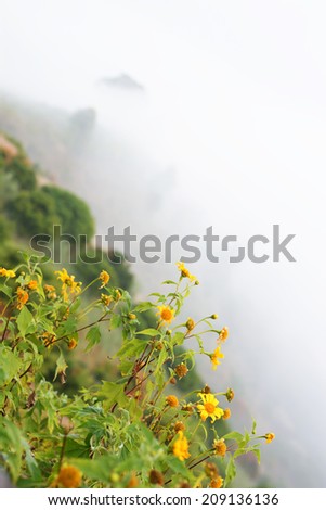 yellow flowers in the mist.