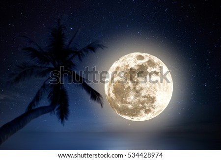 Enormous full moon above the horizon with out of focus coconut palm tree foreground.