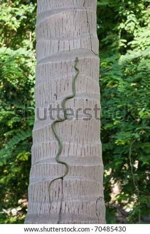 Green Snake Wildlife Climbing Coconut Palm Tree Stock P