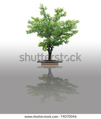isolated tree on white background tropical asian tree