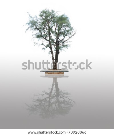 isolated tree on white background tropical asian tree