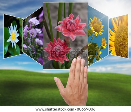 art work of flower pictures selection with nature background.