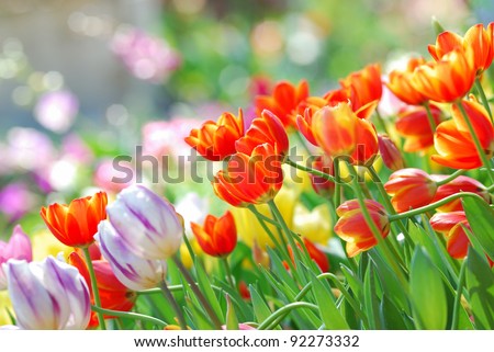 Very shallow depth of field of tulip in the garden.