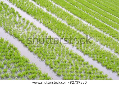 Perspective of rice field in early stage.