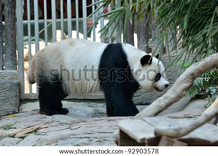 Close up single panda in the zoo.