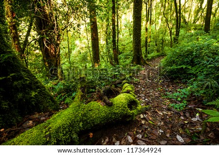 Hill Evergreen Forest of Doi Inthanon, Chiang Mai, Thailand
