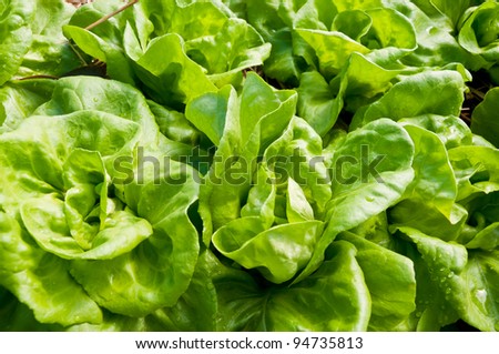 Green butter head lettuce
