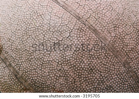 An old basketball with numerous cracks in the leather exterior caused by prolonged exposure to the sun and heat